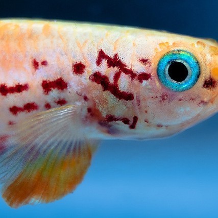 淡水五彩魚【淡水五彩魚彩虹書蟲繪了淡水中五彩魚的神仙魚世界】