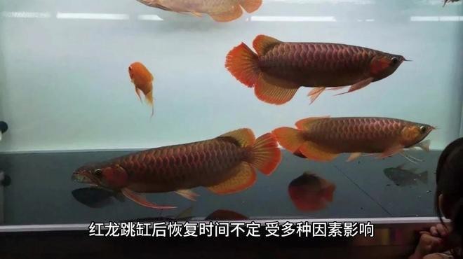 如何判斷紅龍是否恢復？【紅龍恢復期間需要換水嗎】