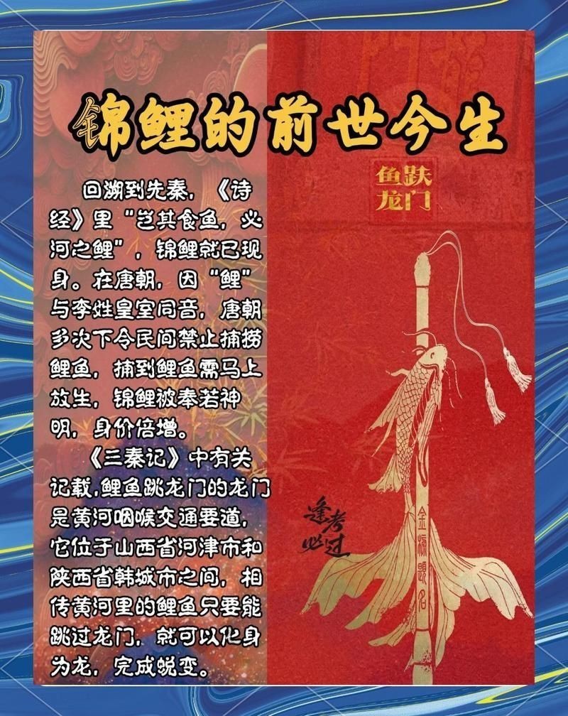 錦鯉是中國的還是日本的【日本錦鯉的起源】