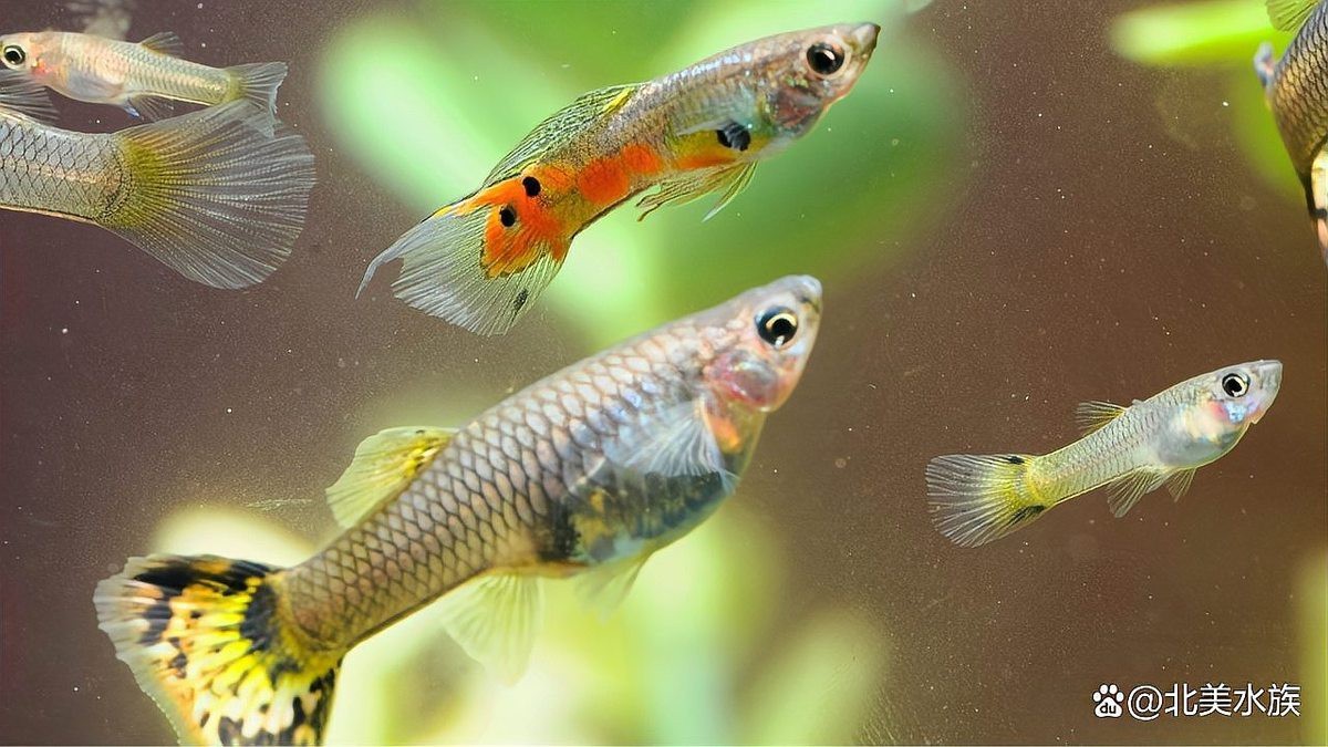 孔雀魚生一個吃一個【\