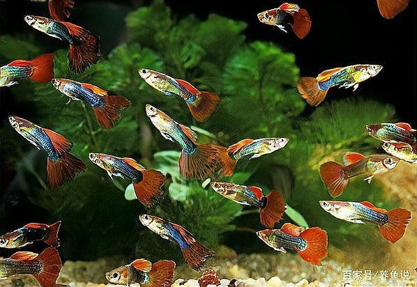 孔雀魚生一個吃一個【\