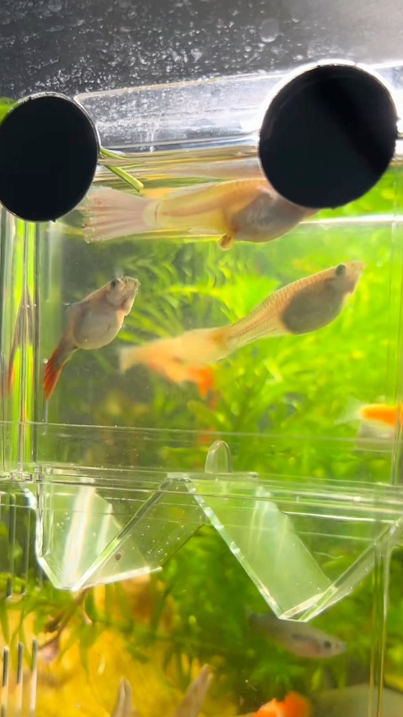 孔雀魚生一個吃一個【\
