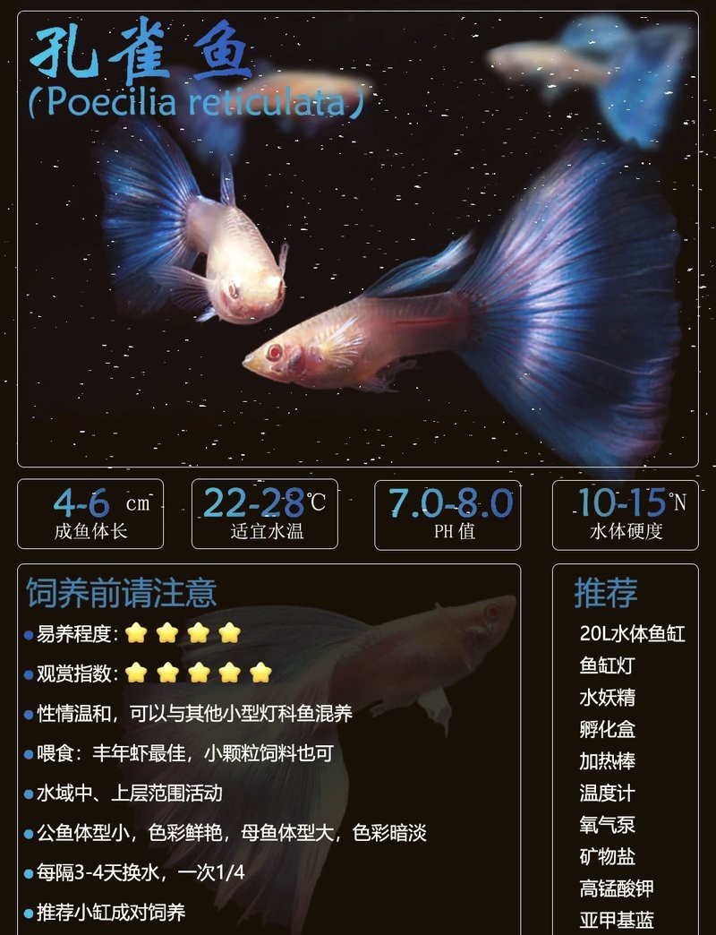 孔雀魚生一個吃一個【\