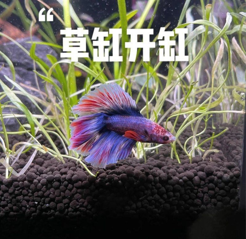 美國waterbox【《美國waterbox：獨特水族景觀與創新養殖體驗》】