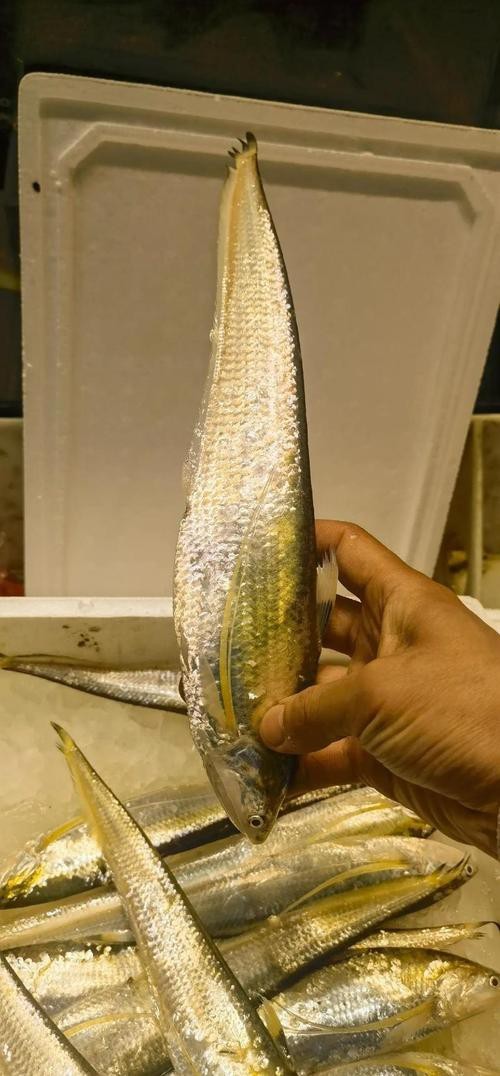 刀魚的圖片【《刀魚：獨特魚類的視覺呈現》】