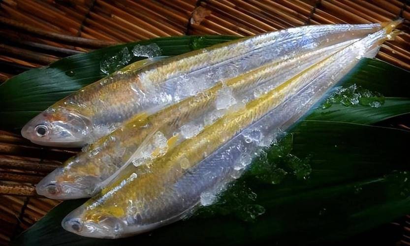 刀魚的圖片【《刀魚：獨特魚類的視覺呈現》】