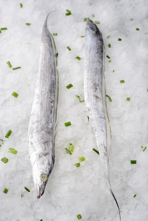 刀魚的圖片【《刀魚：獨特魚類的視覺呈現》】