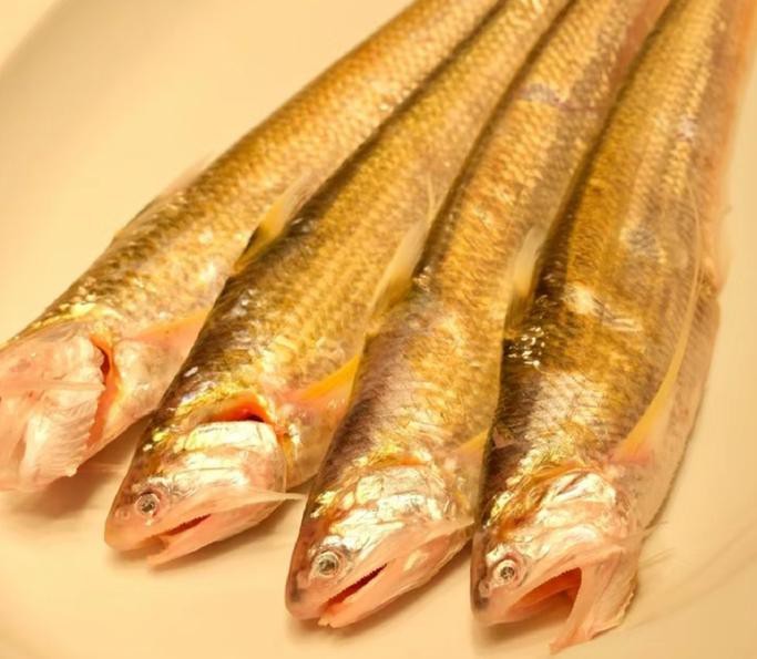 刀魚的圖片【《刀魚：獨特魚類的視覺呈現》】