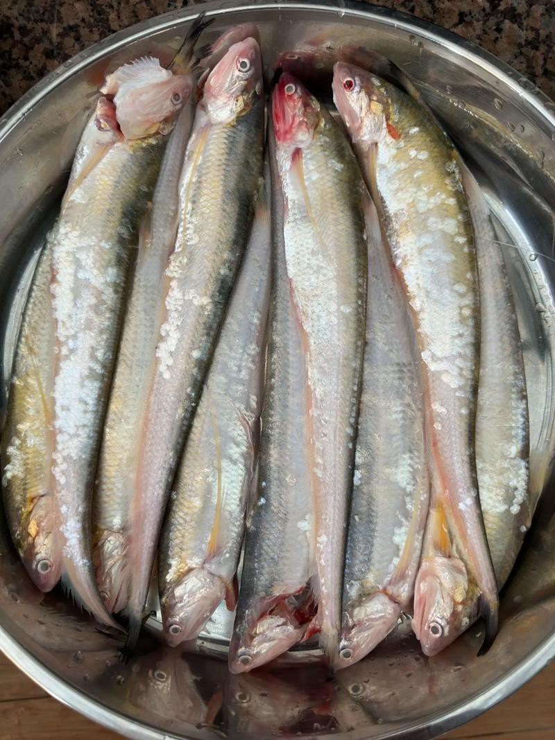 刀魚的圖片【《刀魚：獨特魚類的視覺呈現》】