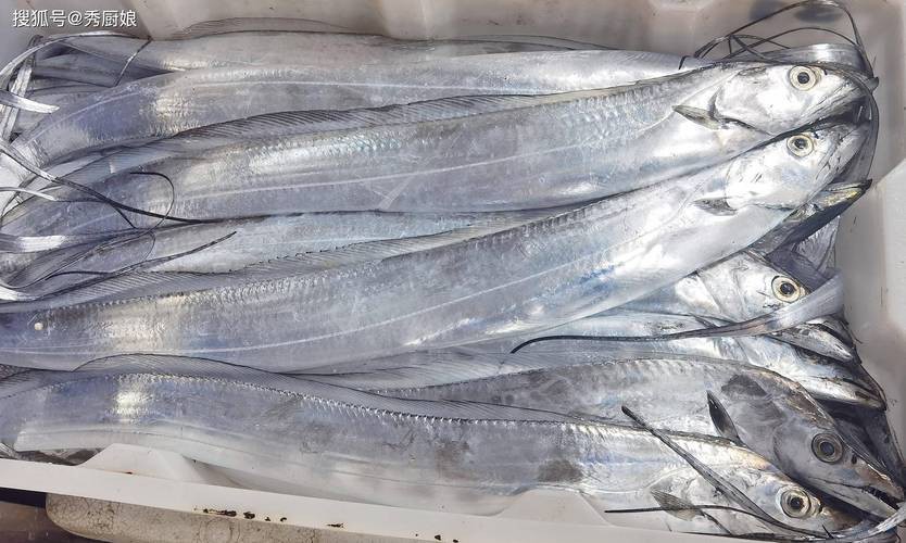 刀魚的圖片【《刀魚：獨特魚類的視覺呈現》】
