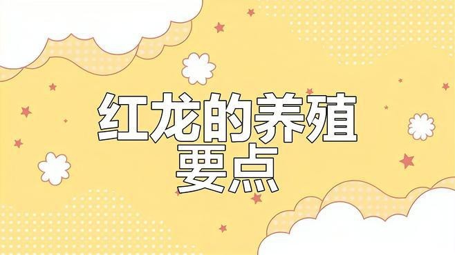 紅龍魚如何飼養才能保持顏色【夢歸水族紅龍魚飼養技巧:慢養與快養的正確方法奶兔球球飼養技巧】