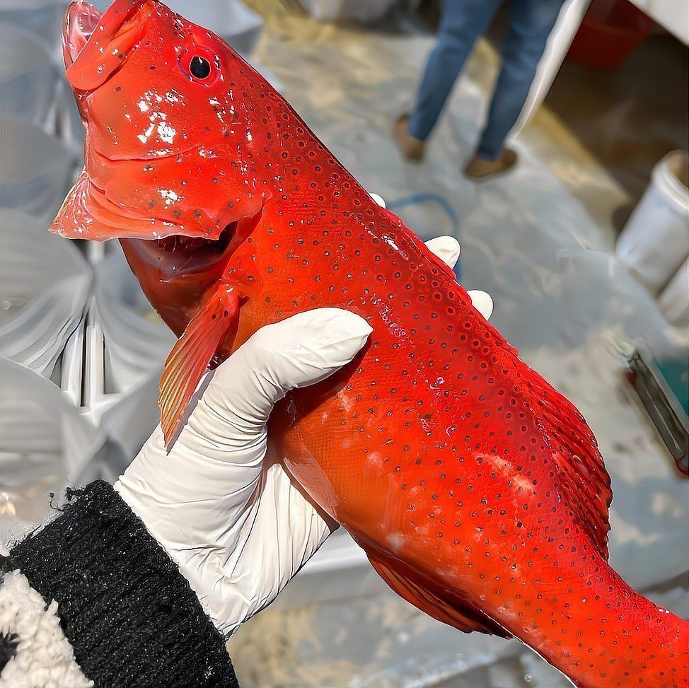 紅石斑魚為什么便宜【為什么紅石斑魚的價格一直下跌？】 紅石斑魚為什么便宜【為什么紅石斑魚的價格一直下跌？】 龍魚論壇 第6張