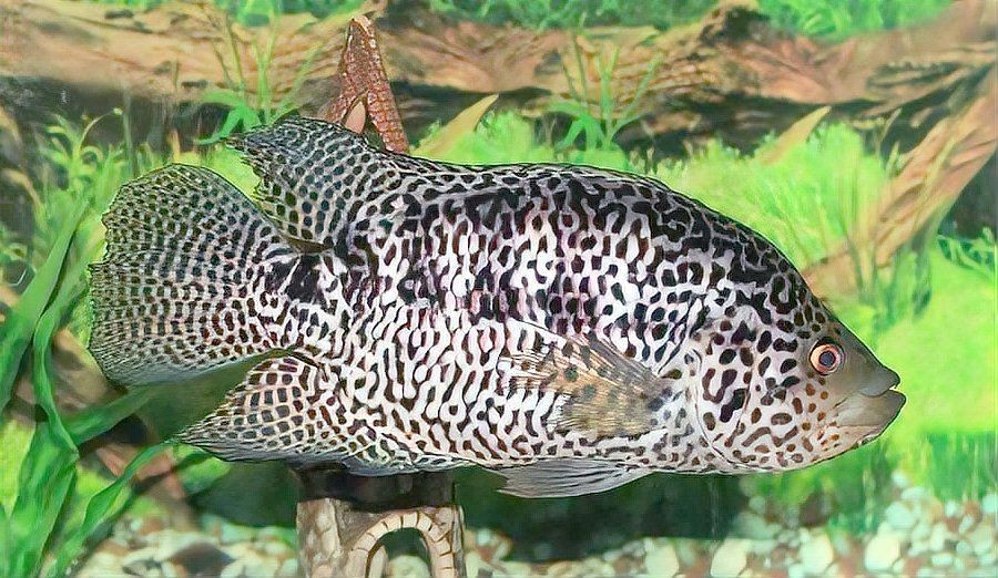 紅石斑魚為什么便宜【為什么紅石斑魚的價格一直下跌？】 紅石斑魚為什么便宜【為什么紅石斑魚的價格一直下跌？】 龍魚論壇 第11張