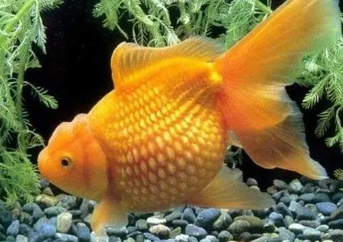 龍魚浮背能自愈嗎【龍魚浮背能否自愈】