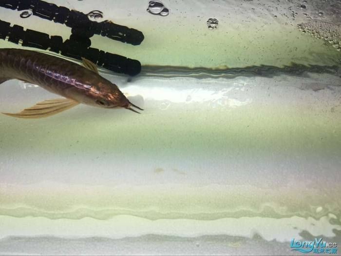 龍魚浮背能自愈嗎【龍魚浮背能否自愈】