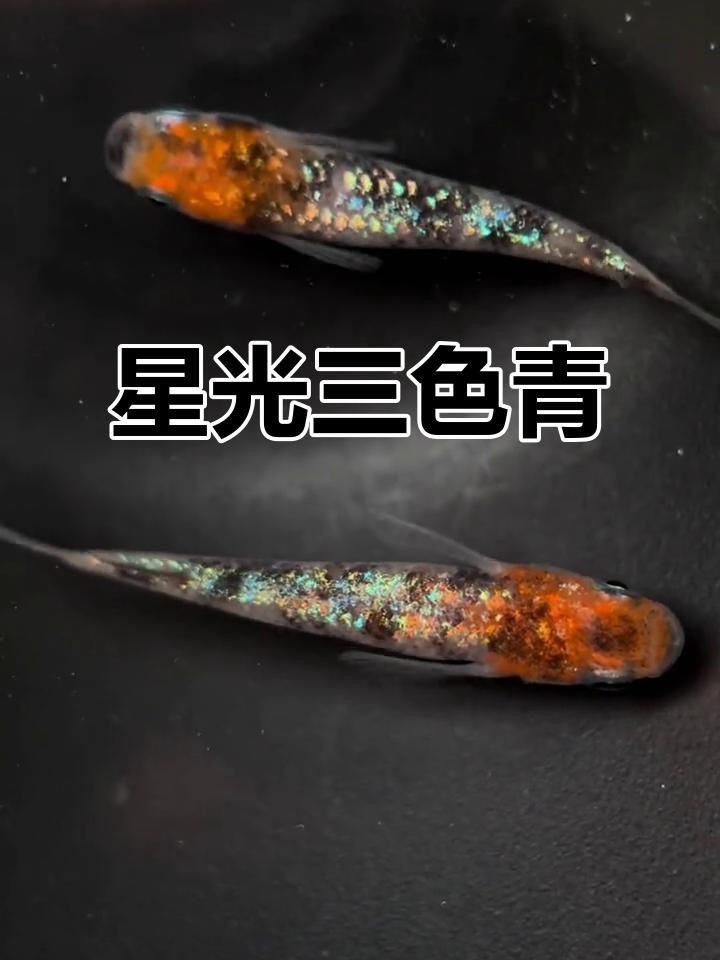 藍寶石魚視頻【坦桑尼亞藍寶石慈鯛以其獨特的淡藍色斑點成為觀賞魚代表】