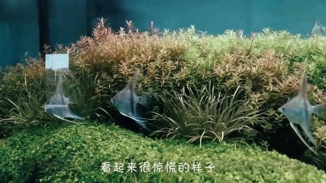 藍寶石魚視頻【坦桑尼亞藍寶石慈鯛以其獨特的淡藍色斑點成為觀賞魚代表】