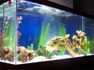 魟魚一般人壓不住嗎【關于“魟魚一般人壓不住嗎”這一問題并非絕對，答案并非絕對】