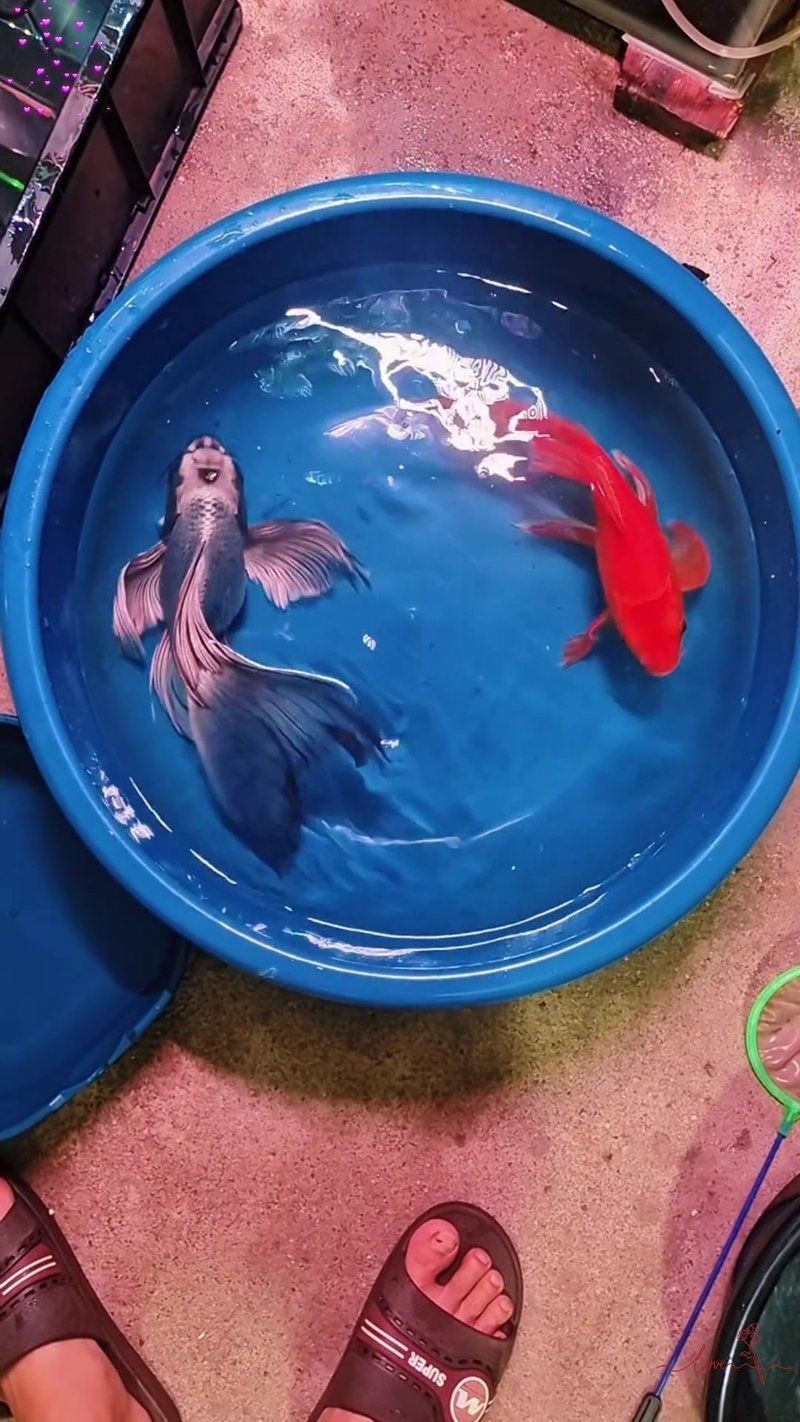 蝴蝶鯉最不值錢的顏色【白色系蝴蝶鯉vs白色系蝴蝶鯉】 蝴蝶鯉最不值錢的顏色【白色系蝴蝶鯉vs白色系蝴蝶鯉】 龍魚論壇 第12張