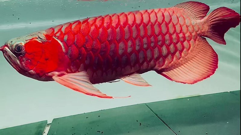 紅龍魚胸鰭最長能長到多少？【紅龍魚胸鰭多久長一次】