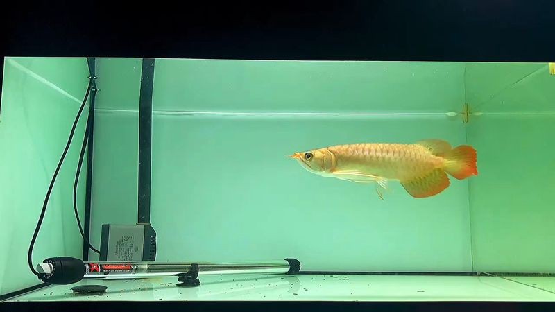 紅龍魚胸鰭最長能長到多少？【紅龍魚胸鰭多久長一次】