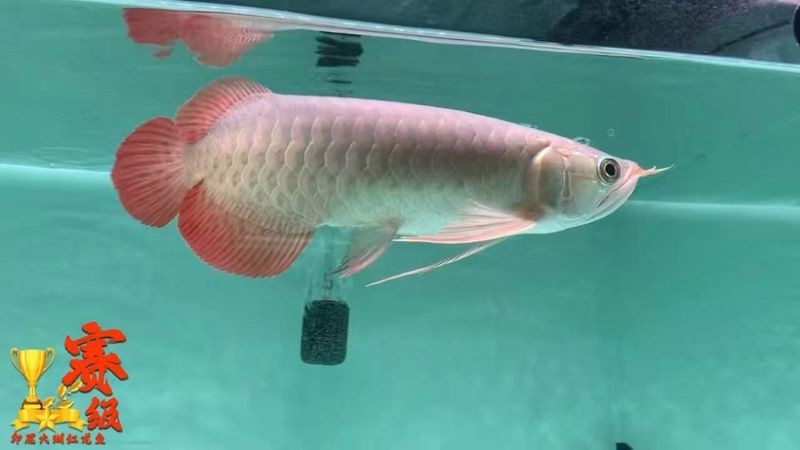 紅龍魚胸鰭最長能長到多少？【紅龍魚胸鰭多久長一次】