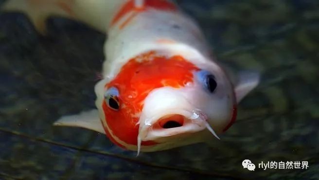 德系皮鯉發(fā)白【德系皮鯉體色發(fā)白怎么辦】