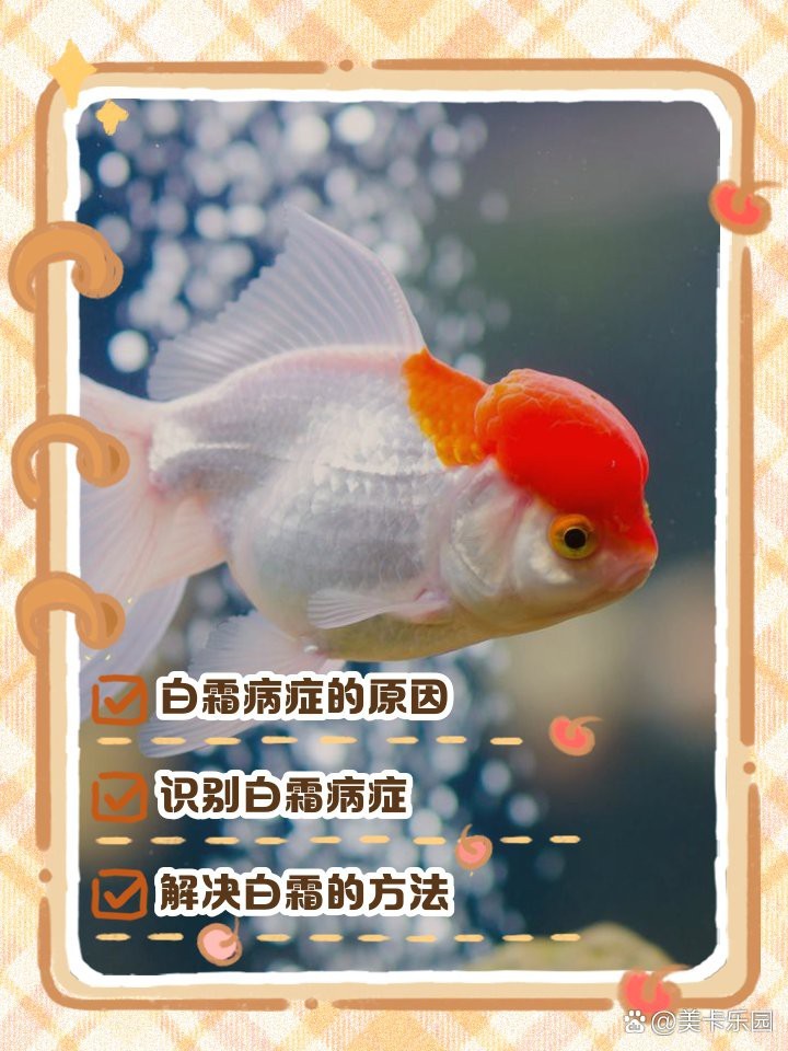 德系皮鯉發(fā)白【德系皮鯉體色發(fā)白怎么辦】