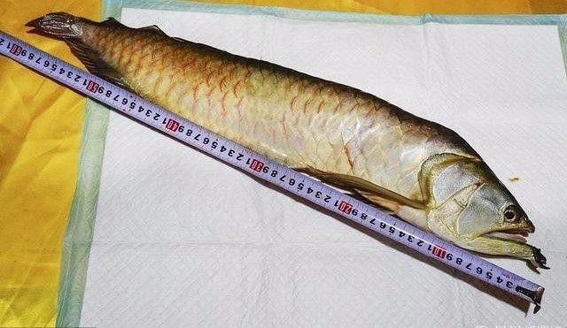 金龍魚對主人有靈性【《清晨，它開始隨著靈性的節奏》】