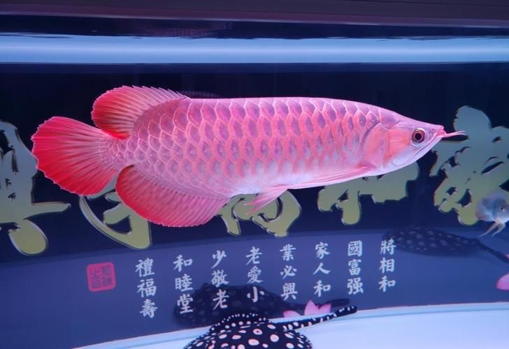 龍魚養一條好嗎圖片【關于龍魚養一條好不好的問題】