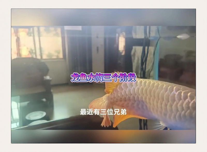 龍魚真菌最怕三種東西【龍魚真菌怎么辦】