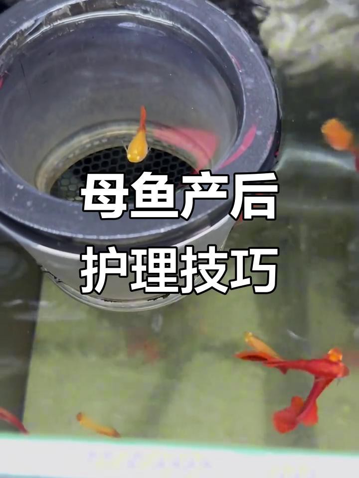 金龍魚生小魚后如何護理？【母魚生完小魚后，如何正確照顧避免意外】