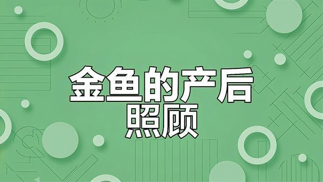 金龍魚生小魚后如何護理？【母魚生完小魚后，如何正確照顧避免意外】