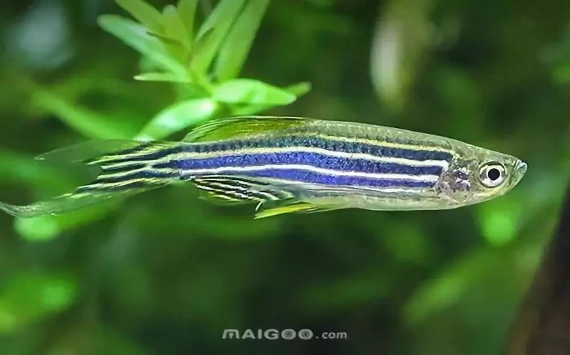觀賞小魚品種【《觀賞小魚缸中焦點小魚缸中焦點》**適合作為小缸飼養】