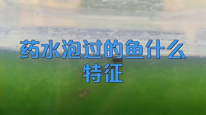 如何判斷紅龍是否泡過藥？【怎么鑒別紅龍魚是否泡過藥】