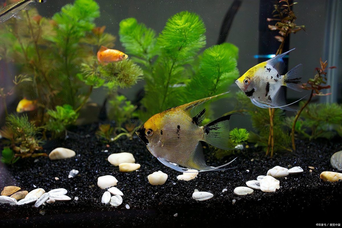 魚(yú)不愛(ài)游動(dòng)趴在缸底怎么辦【當(dāng)魚(yú)不愛(ài)游動(dòng)趴在缸底時(shí)，可從多方面分析解決，首先檢查水質(zhì)】
