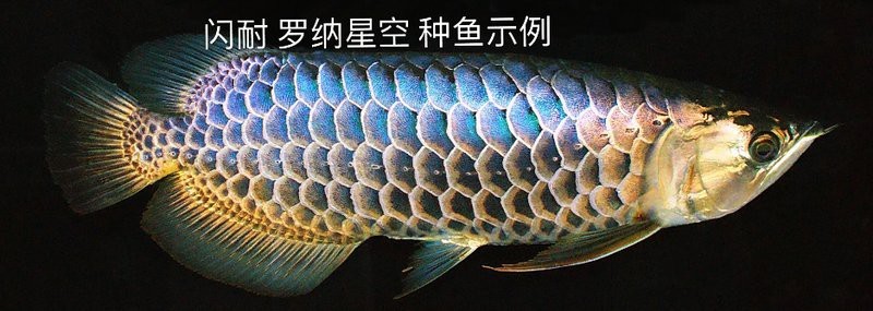藍(lán)底龍魚(yú)價(jià)格及圖片【《藍(lán)底龍魚(yú)價(jià)格及圖片》】
