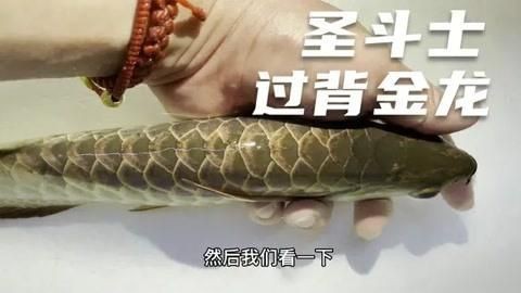 如何判斷過背金龍是否六排亮【判斷過背金龍是否六排亮可從多方面入手，從多方面入手】