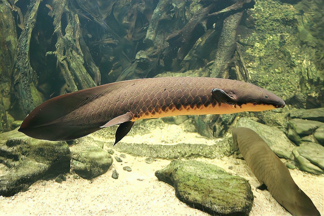 肺魚快滅絕了嗎【肺魚的生存狀況】