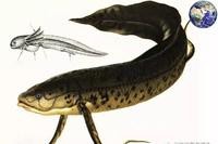肺魚快滅絕了嗎【肺魚的生存狀況】