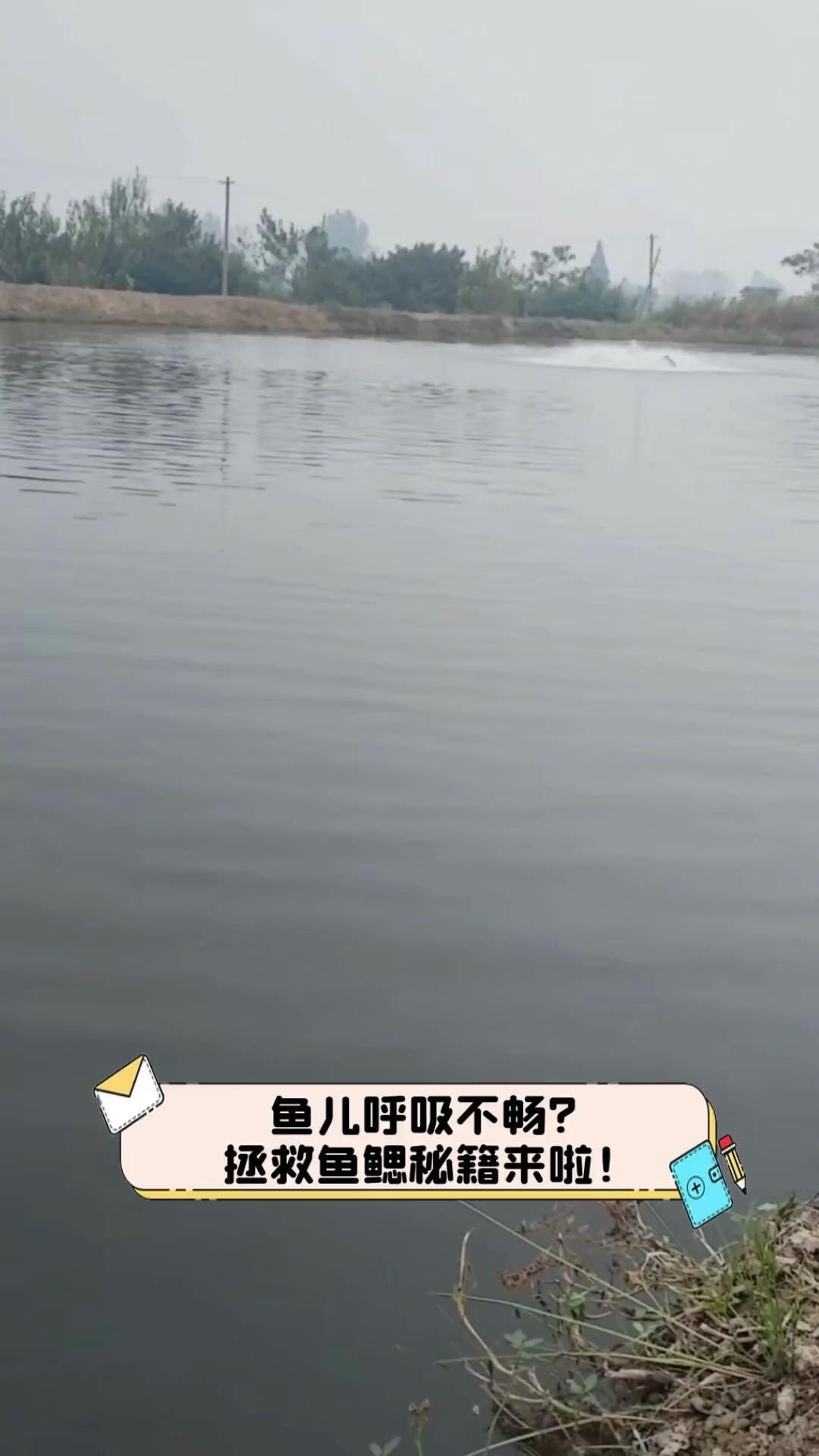 魚爛腮是什么原因導致的