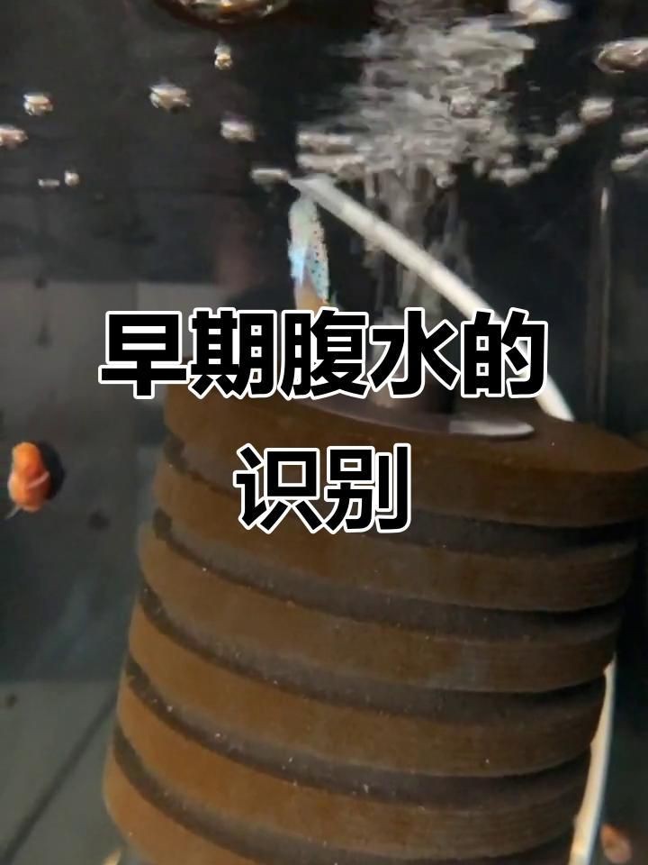 如何判斷魚腹水是否嚴重？【奶兔球球腹水初期癥狀與治療觀賞魚腹水初期癥狀與治療】