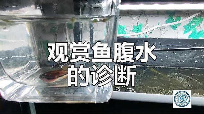 如何判斷魚腹水是否嚴重？【奶兔球球腹水初期癥狀與治療觀賞魚腹水初期癥狀與治療】