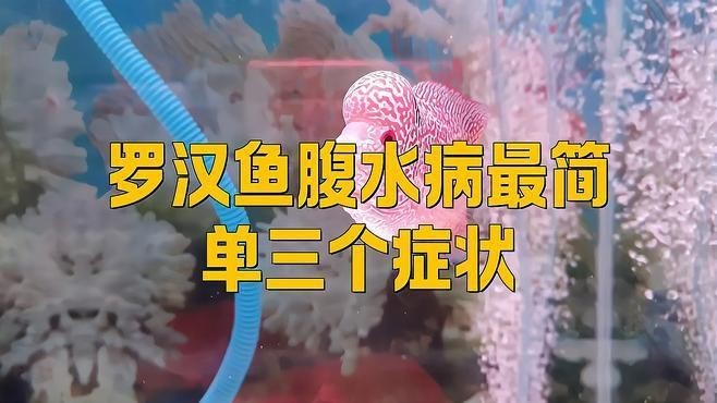 如何判斷魚腹水是否嚴重？【奶兔球球腹水初期癥狀與治療觀賞魚腹水初期癥狀與治療】