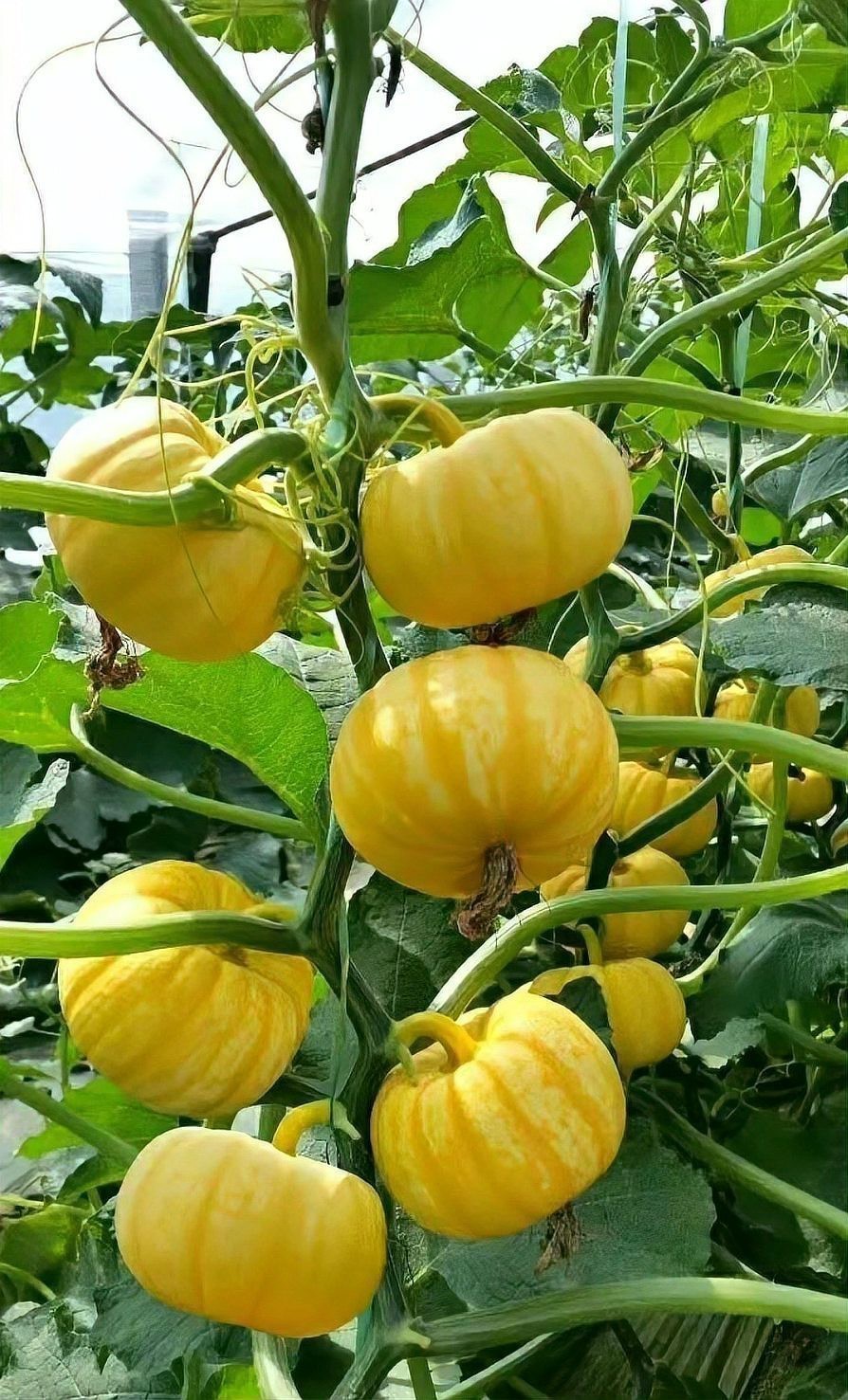 懂煙的人都抽什么煙【\