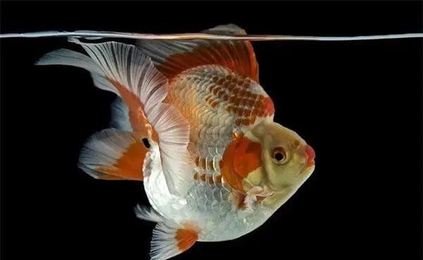 龍魚水霉病治療期間需要停食嗎？【為什么魚生病了要停食這些要點你需要了解！】
