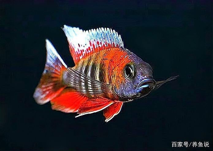 如何預(yù)防三湖慈鯛魚鰭根部充血？【三湖慈鯛魚鰭根部充血怎么辦】