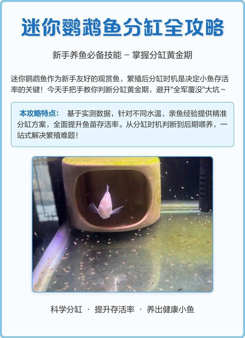迷你鸚鵡起飛多久分缸【蘑菇寵醫(yī)，迷你鸚鵡魚起飛后怎么辦】