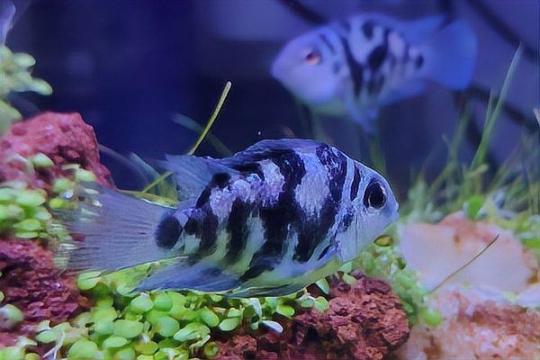 迷你鸚鵡起飛多久分缸【蘑菇寵醫(yī)，迷你鸚鵡魚起飛后怎么辦】