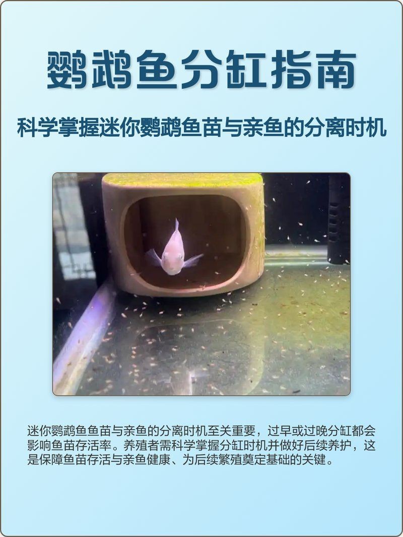 迷你鸚鵡起飛多久分缸【蘑菇寵醫(yī)，迷你鸚鵡魚起飛后怎么辦】
